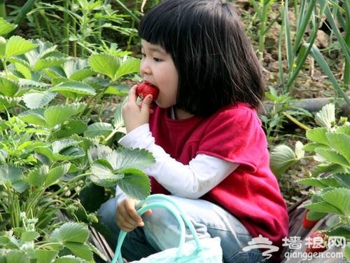 2013北京大兴冬季系列旅游活动之草莓采摘园