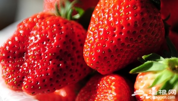 草莓采摘季 北京哪里可以摘草莓？[墙根网]