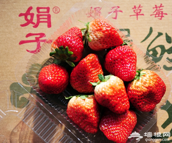 抚去寒冬摘草莓 北京昌平兴寿镇采摘自助游攻略