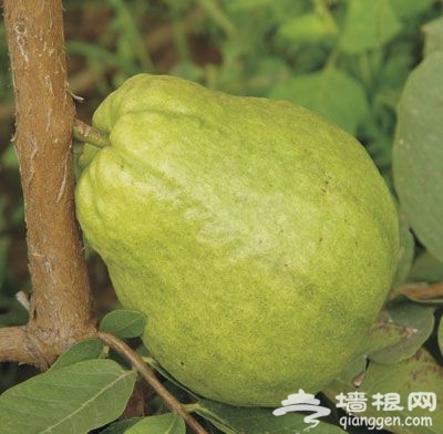 北京周末去哪玩儿?冬季温暖采摘游(组图)