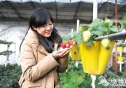 冬季房山长阳草莓采摘开始