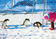 2014陶然亭冰雪节迎来极地企鹅