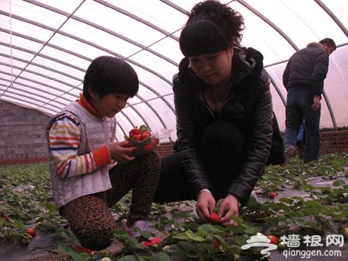 河北邯郸县举办首届冬季草莓采摘节