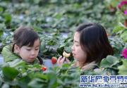 昌平温室草莓进入最佳采摘期 吸引众多游客