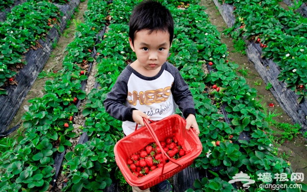 北京哪里采摘草莓之京郊北线