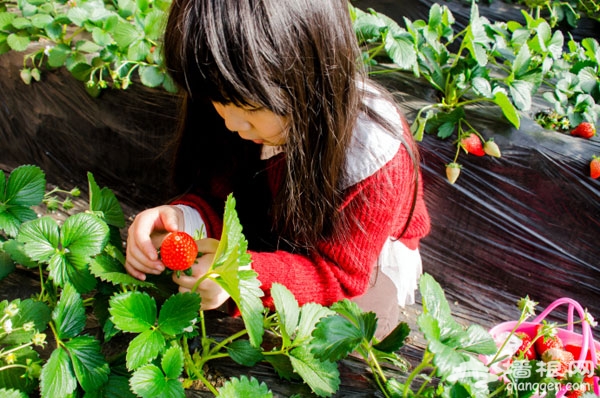 昌平草莓采摘园里的最美小萝莉