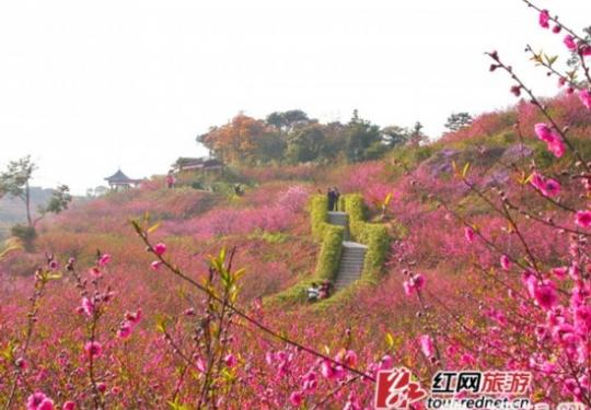 2014岭南新春民俗文化节在南海开幕 过年来这里赏桃花
