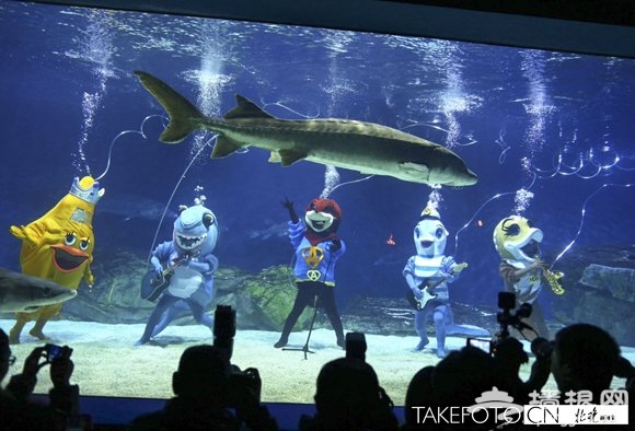 北京海洋馆上演水下音乐会 海洋偶像团体首秀[墙根网]