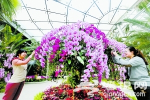 2014北京植物园兰花展 万朵兰花迎新春[墙根网]
