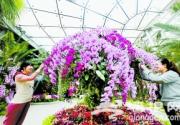 2014北京植物园兰花展 万朵兰花迎新春
