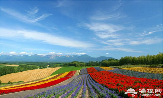 中国腾冲花海节2月1日即将盛大启幕