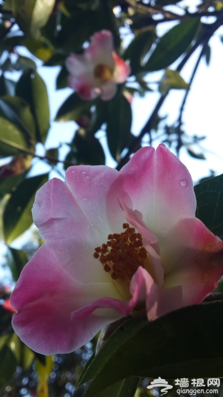中国腾冲花海节2月1日即将盛大启幕