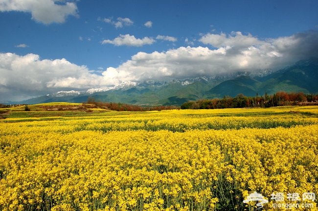 中国腾冲花海节2月1日即将盛大启幕