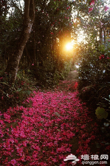 和睦茶花村鲜花大道 李绍伟摄