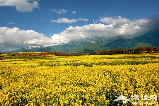 一望无垠的油菜花海