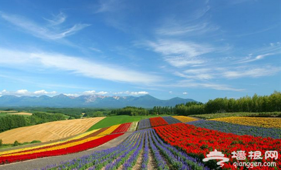 原乡七彩花海