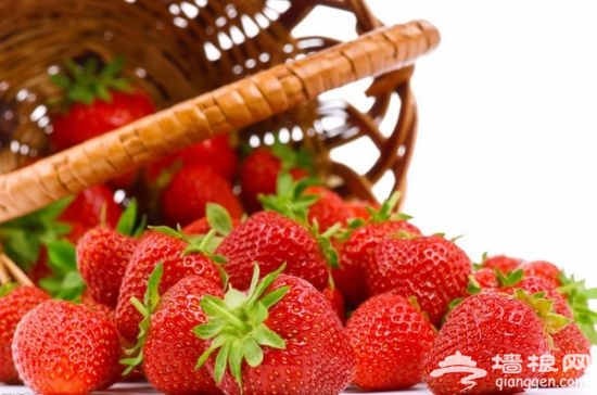 上海哪里摘草莓？上海草莓采摘基地
