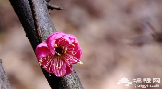孤山梅花