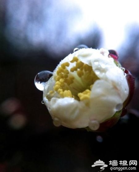 雨中的超山梅花