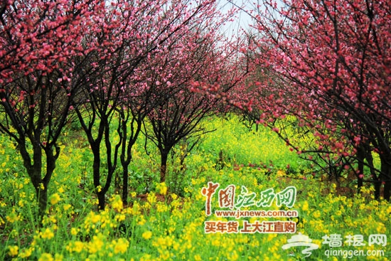 2014南昌梅花节15日开幕 下周末去欣赏百亩梅花