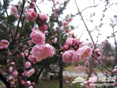 上海植物园早花梅花盛开
