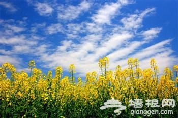 2014上海春季赏花地图全攻略