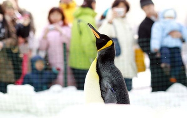 冰雪盛宴 陶然亭公园第四届冰雪嘉年华