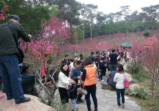 2014南宁青秀山景区举办第二十届桃花节