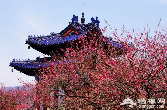 2014南京梅花节3月开幕