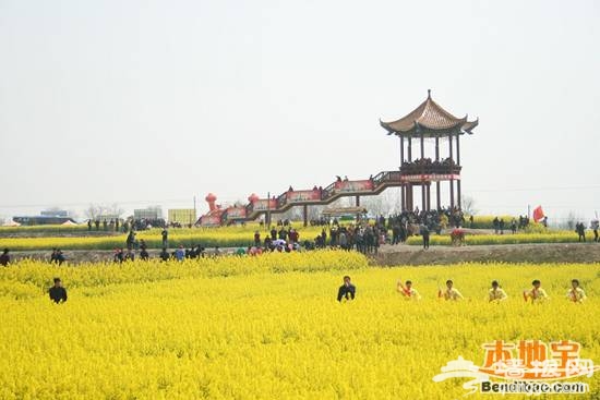 2014荆门沙洋油菜花节3月开幕