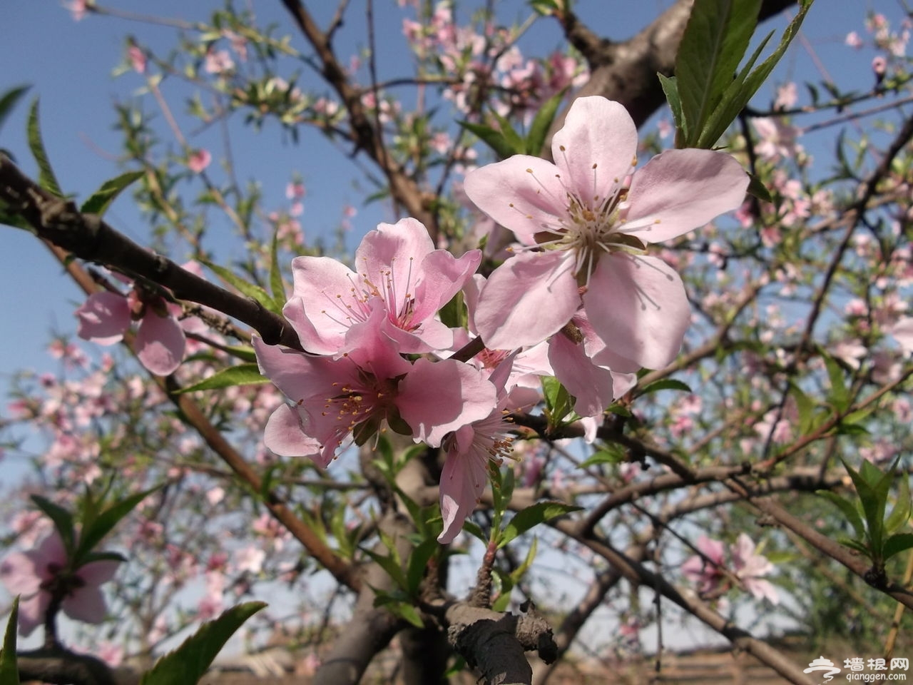 【高清图】又是一年赏花季——摄于天津桃花堤-中关村在线摄影论坛