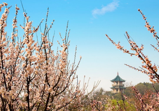 2014无锡梅花节赏花正当时