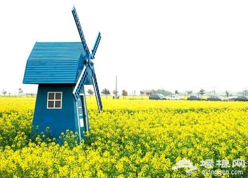 上海奉贤赏油菜花指南[墙根网]