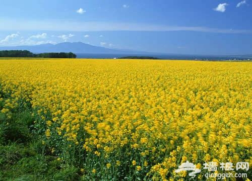 上海奉贤赏油菜花指南[墙根网]