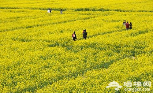 奉贤 庄行 油菜花