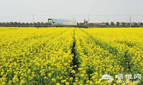 奉贤 庄行 油菜花