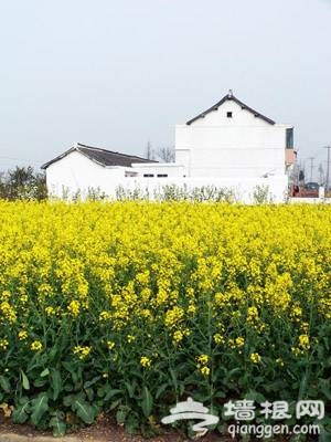 奉贤 庄行 油菜花