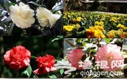昆明春游赏花推荐