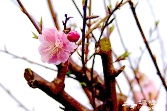2014无锡梅园梅花节 赏花观景正当时[墙根网]
