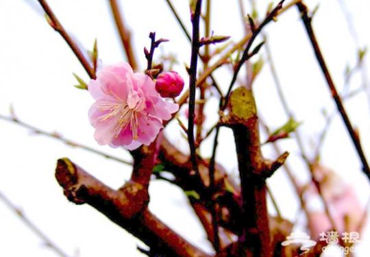 2014无锡梅园梅花节 赏花观景正当时