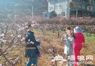 2014中国乌拉桃花节开幕 寻梦桃花源