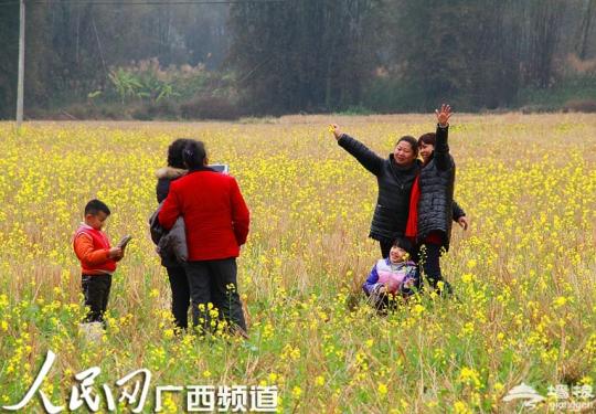 明仕油菜花金黄绽放醉游人