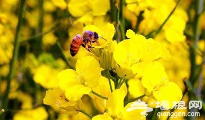 2014年南京高淳油菜花节时间地点一览