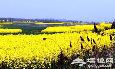 2014年南京高淳油菜花节时间地点一览