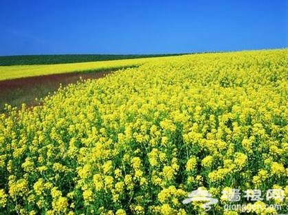 2014年荆门油菜花节时间、地点、门票一览