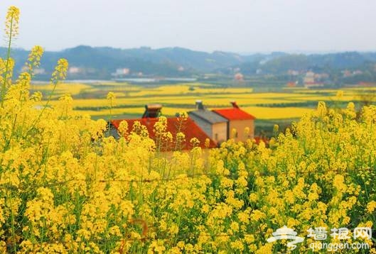 2014年荆门油菜花节时间、地点、门票一览