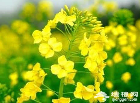2014年荆门油菜花节时间、地点、门票一览