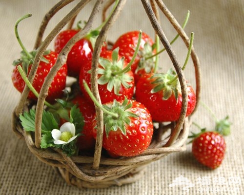 上海草莓采摘指南
