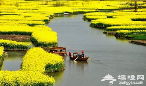 2014江苏兴化油菜花节[墙根网]