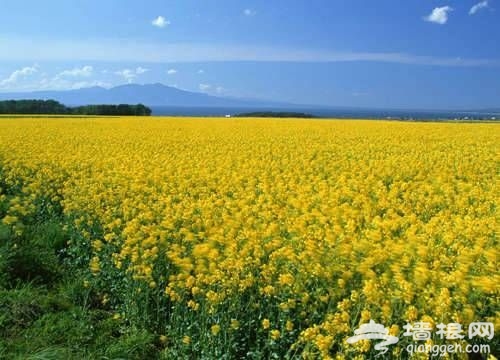 2014清明小长假奉贤赏油菜花，赏花攻略！[墙根网]